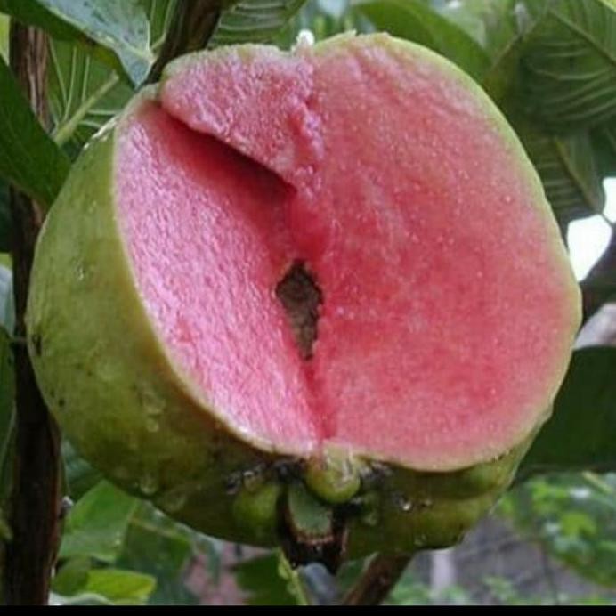 

Terlaris Bibit Tanaman Buah Jambu Sukun Merah Cepat Berbuah