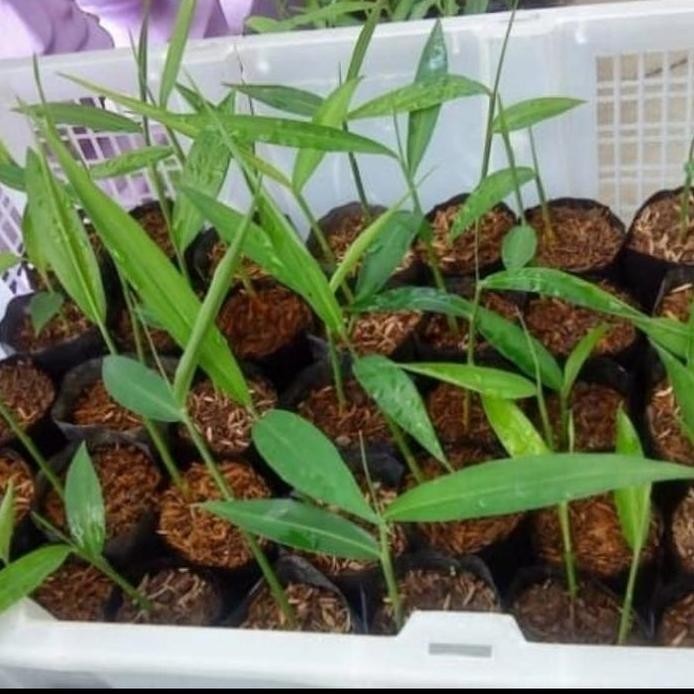 

Terlaris Bibit Jahe Emprit/Jahe Lokal Putih