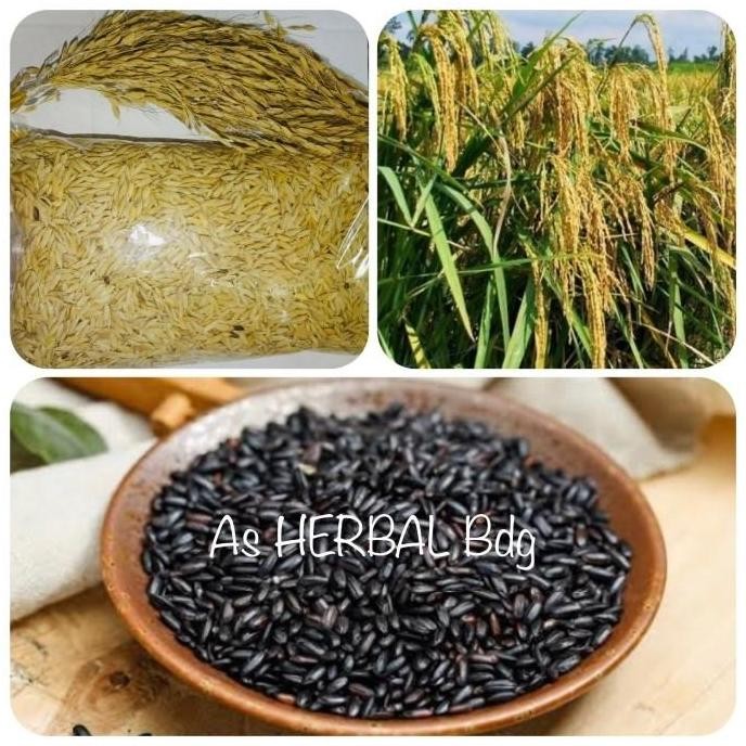 

Terlaris Benih Padi Ketan Hitam Super Unggul Per 1 Kg