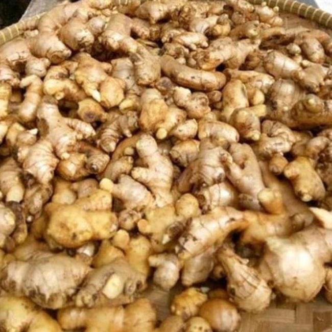 

Terlaris Bibit Jahe Emprit