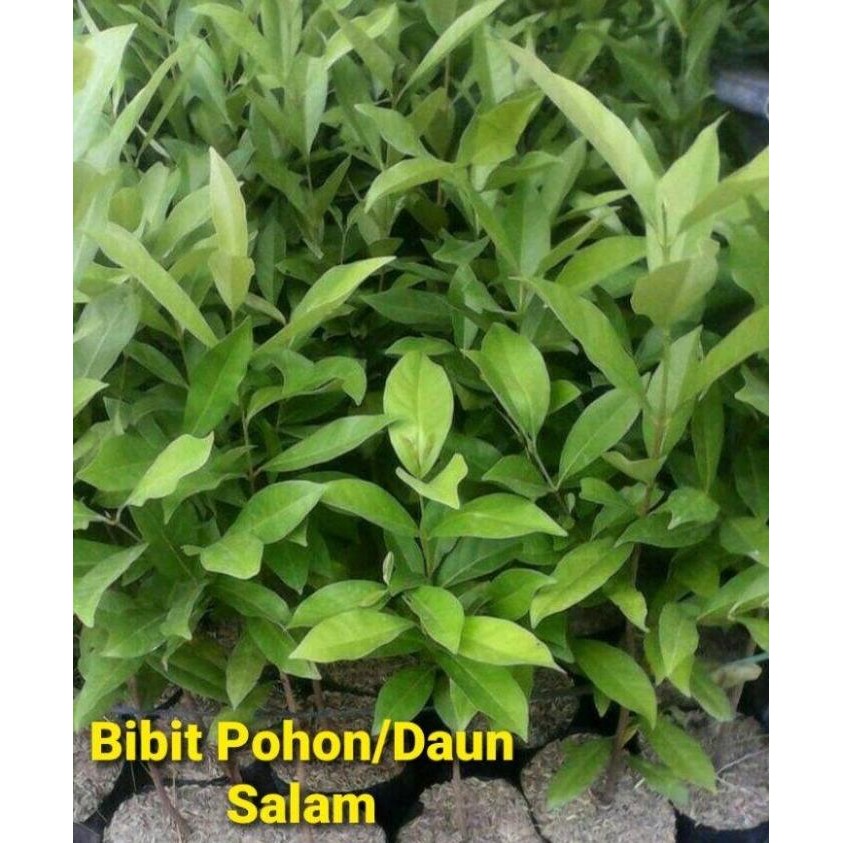 

Terlaris Grosir Daun Salam || Bibit Pohon