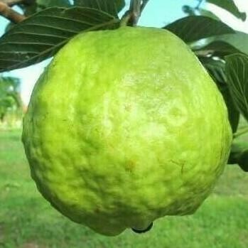 

Terlaris Paket 10 Bibit Tanaman Hidup Jambu Bangkok Non Biji