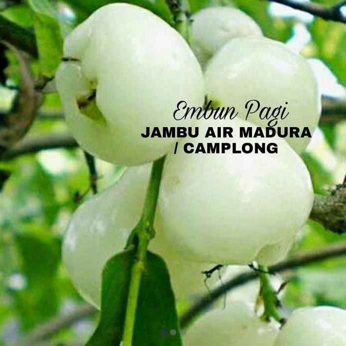 

Terlaris Bibit Jambu Air Madura Atau Camplong Langka