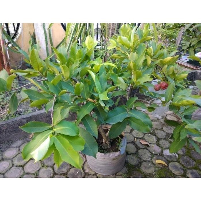 

Terlaris Bibit Tanaman Buah Jambu King Rose Sudah Berbuah Berbunga