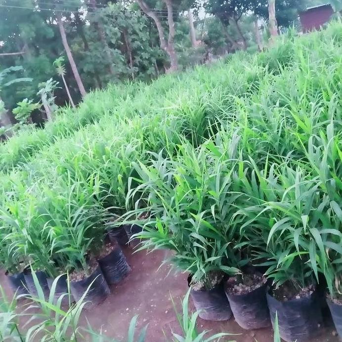 Terlaris Bibit Jahe Merah Asli Segar