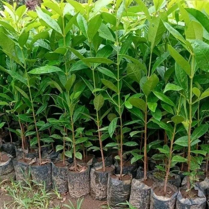 

Terlaris Bibit Daun Salam Termurah
