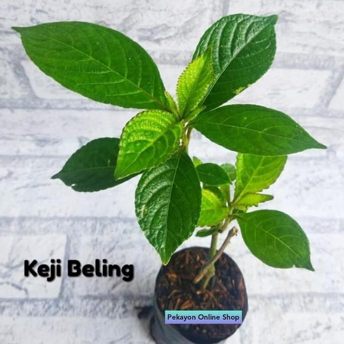 

Terlaris Tanaman Herbal Keji Beling Pekayon Bekasi