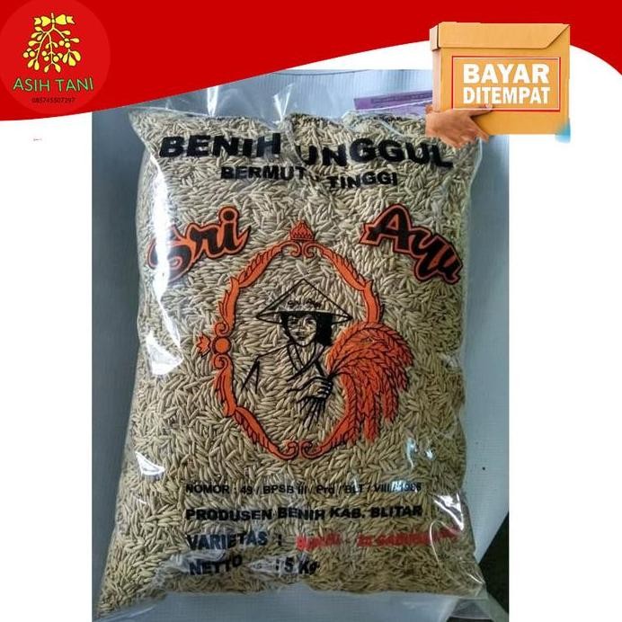 

Terlaris Benih Padi Beras Merah Inpari 24 Gabusan 3 Ulasan