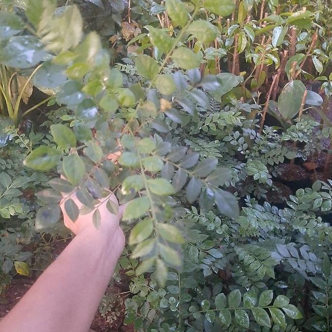 

Terlaris Bibit Salam Koja Tanaman Salam Koja/Daun Kari