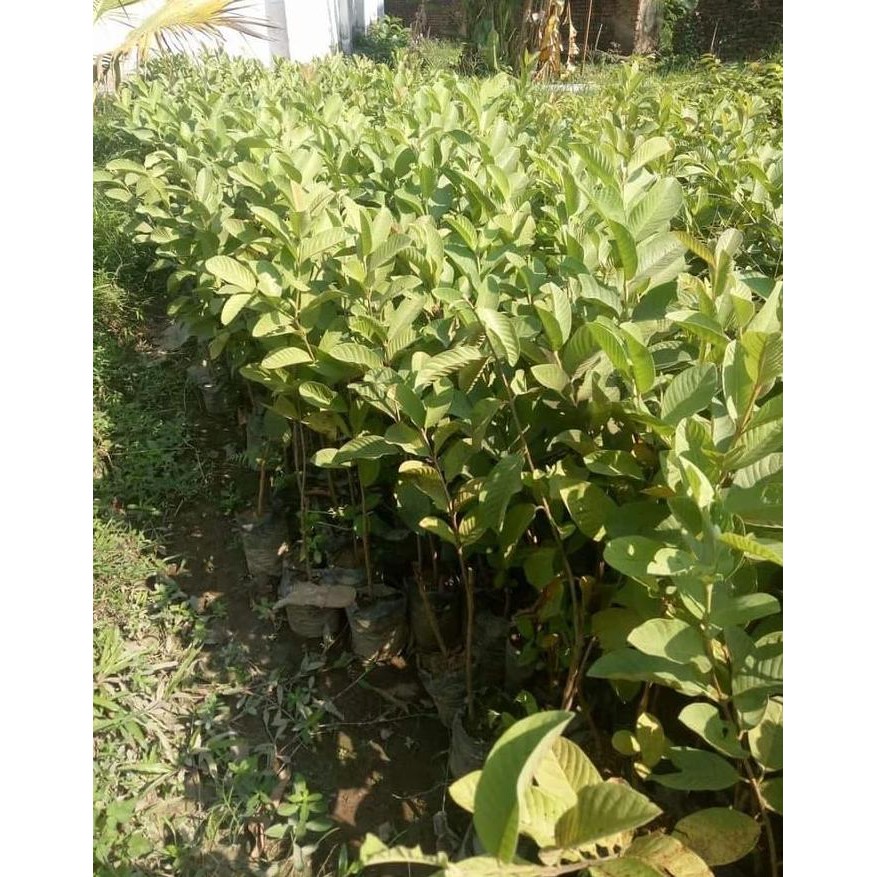 

Terlaris Bibit Tanaman Jambu Getas Merah Unggul