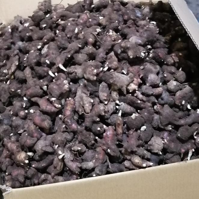 

Terlaris Um(1) Bibit Jahe Merah Super 1 Kg, Tinggal Semai