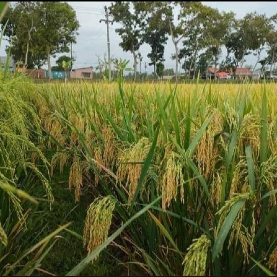 

Terlaris Benih Bibit Padi Ciherang Beruang Cbr 1Kg