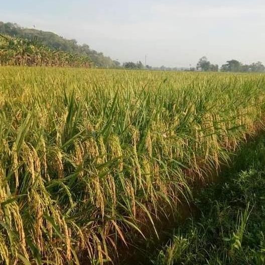 

Terlaris Benih Padi Cakrabuana 04 Kemasan1Kg