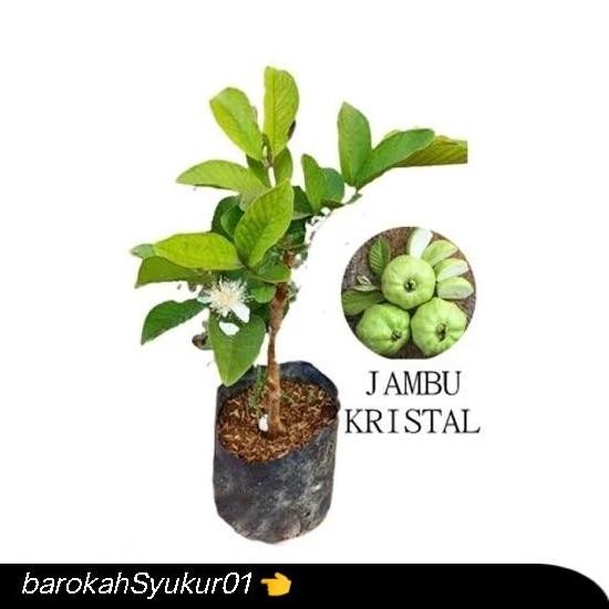 

Terlaris Fresh Cangkok /Bibit Jambu Kristal Asli Taiwan - Putih