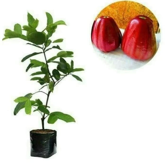 

Terlaris Bibit Jambu Air Dalhari