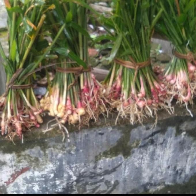 

Terlaris Promo Bibit Tanaman Herbal Jahe Merah - Herbal Alami