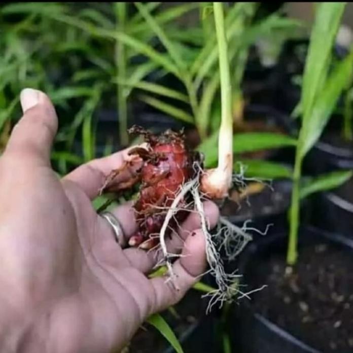 

Terlaris Bibit Pohon Jahe Merah | Tanaman Herbal Pohon Jahe Merah Premium