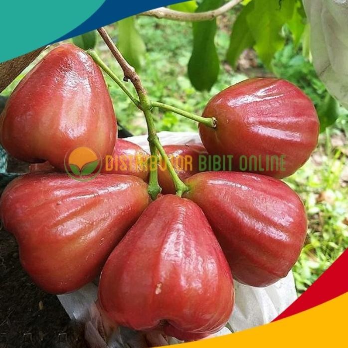 

Terlaris Promo Murah Bibit Jambu Air Dalhari