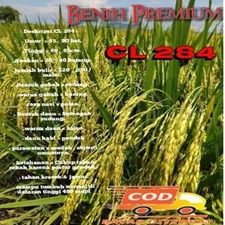 Terlaris Benih Padi Cl 284 Berkualitas / Bibit Padi Cl284 Kemasan 5Kg