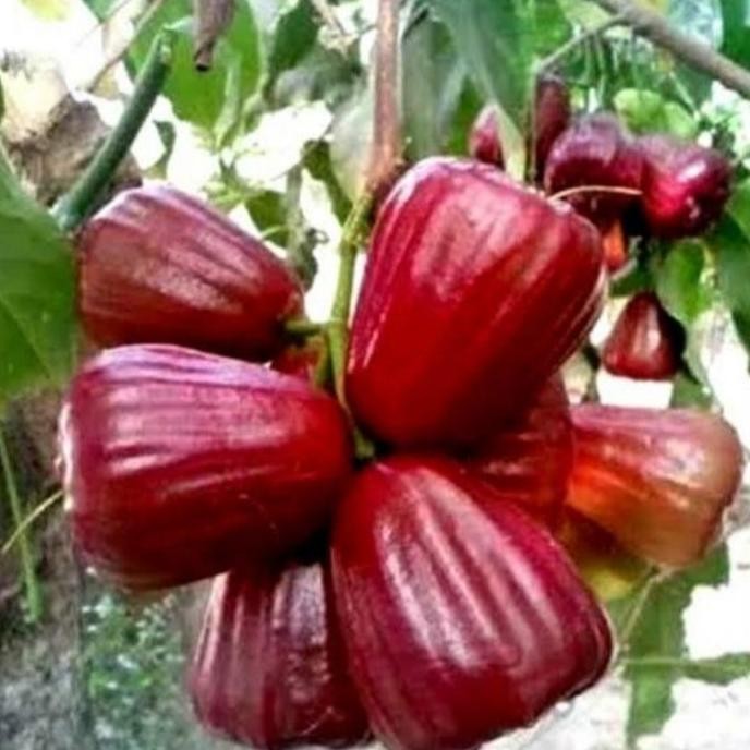 

Terlaris Bibit Buah Jambu Dalhari Tanaman Buah Jambu Hasil Okulasi