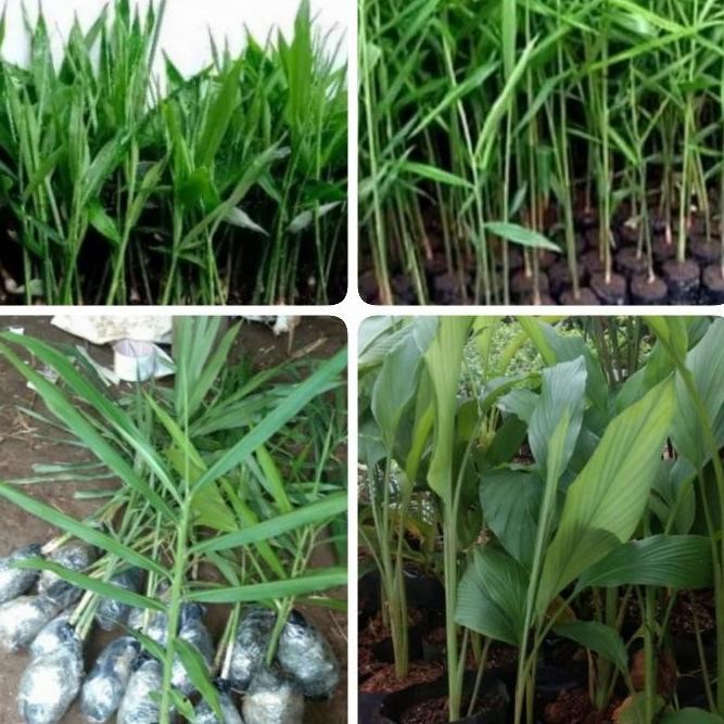 

Terlaris Paket Hemat 4 Macam Bibit Jahe/Bibit Herbal Tinggi Pohon 20-40Cm