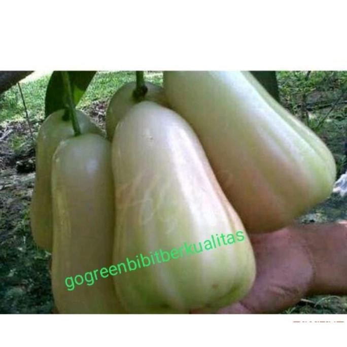 

Terlaris Obrall Bibit Buah Bibit Tanaman Buah Jambu Air Green Taiwan