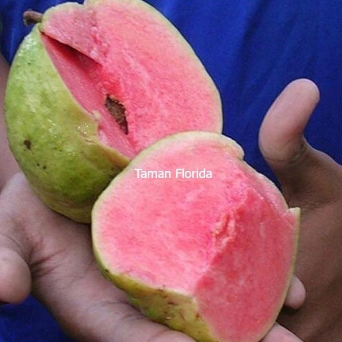 

Terlaris Bibit Buah Jambu Kristal Merah Tanpa Biji Siap Berbuah