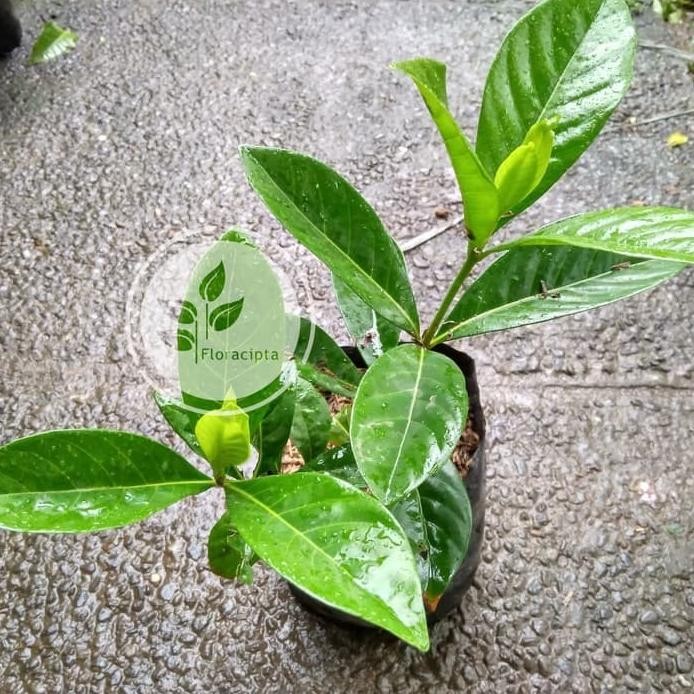 

Terlaris Bibit Pohon Daun Salam Sayur Tanaman Herbal Bumbu Masak Dapur