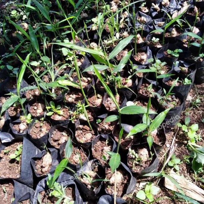 

Terlaris Bibit Tanaman Herbal Jahe Merah,Murah Tinggal Tanam