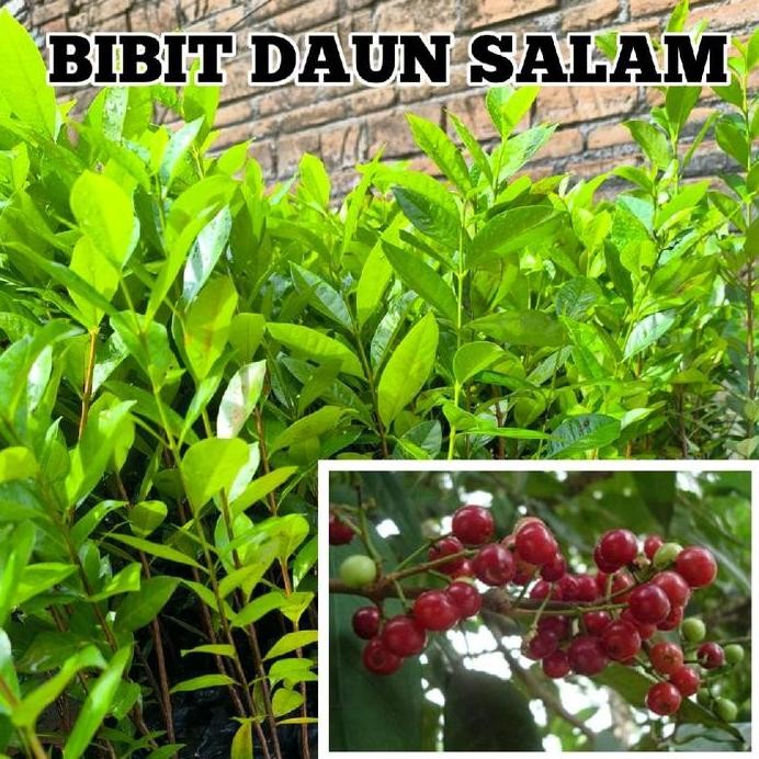 

Terlaris Bibit Tanaman Daun Salam Tinggi 30Cm Sampai 50Cm