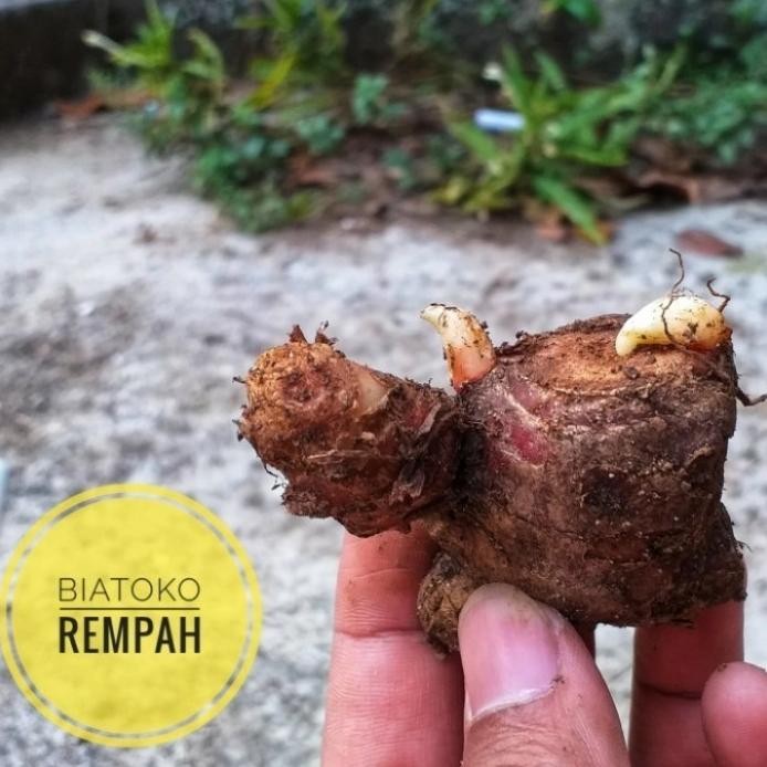 

Terlaris Rimpang Bibit Jahe Merah | Tunas Jahe Merah Kualitas Unggul 1 Kg