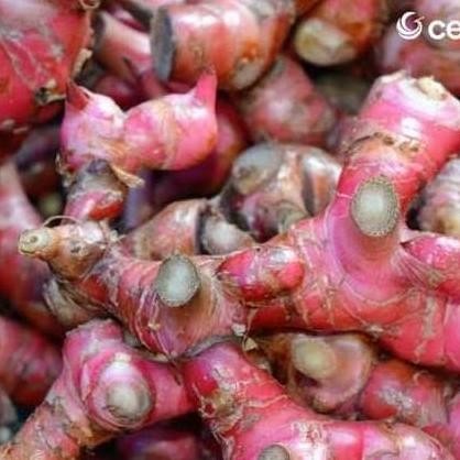 

Terlaris Bibit Jahe Merah Super 3 Biji By Argoplantbag