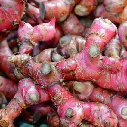 

Terlaris Bibit Tanaman Jahe Merah / Tanaman Herbal By Argoplantbag