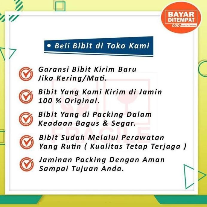 

Terlaris Tanaman Herbal Jahe / Bibit Tanaman Jahe #Gratisongkir