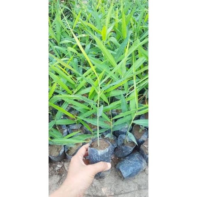 

Terlaris Promo Bibit Herbal Jahe Merah Siap Tanam (Beli 5 Gratis 1