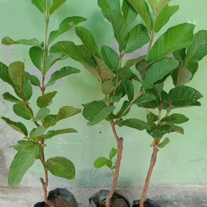 

Terlaris Bibit Jambu Biji Kristal Unggul Dan Berkuwalitas,Bibit Hsl Okulasi.