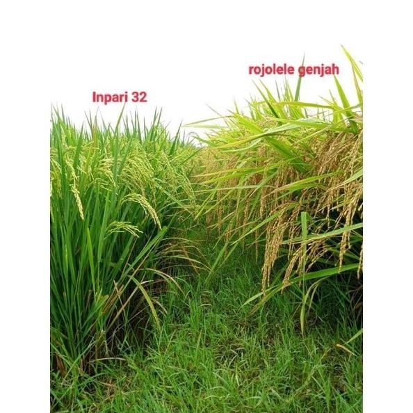 

Terlaris Benih Padi Rojolele Genjah Srinuk High Quality 1 Kg