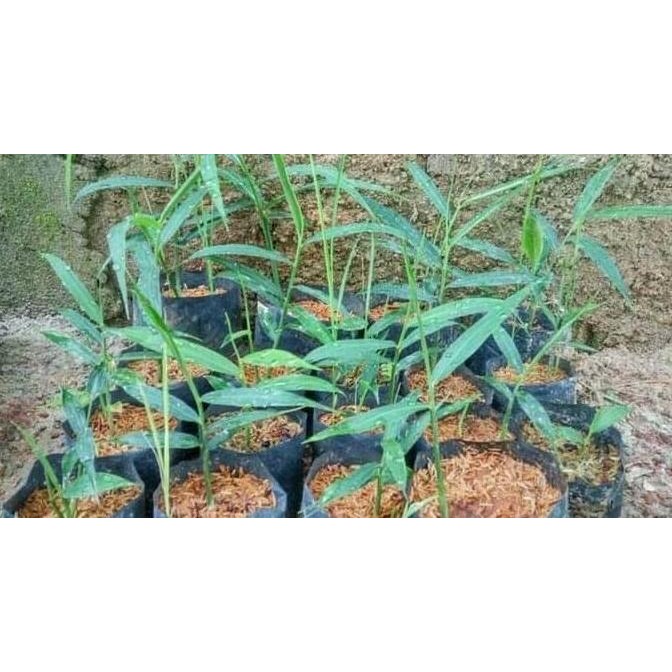 

Terlaris Bibit Tanaman Hidup Jahe Merah By Argoplantbag