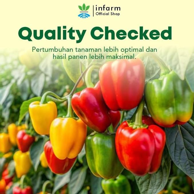 Baru Benih Paprika Merah Infarm Benih Buah Tanaman Benih Bibit Paprika Merah Benih Paprika