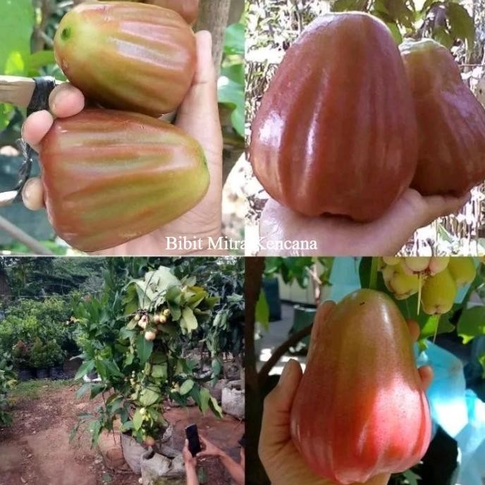 

Terlaris Bibit Jambu Air King Rose Buah Jumbo Siap Berbuah Super Unggulan