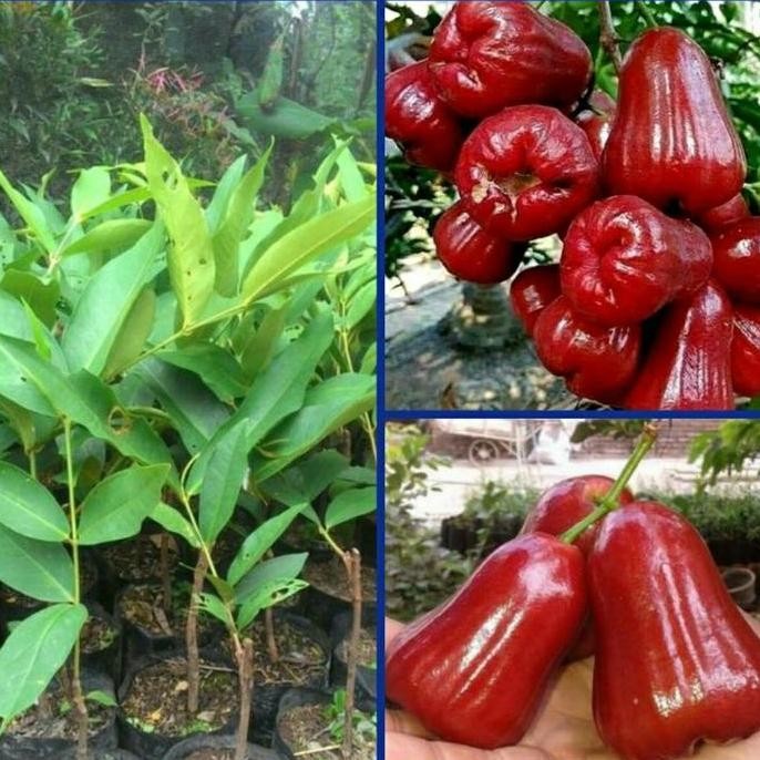 

Terlaris Bibit Jambu Citra - Bibit Buah Jambu Air Citra Merah Berkualitas Super