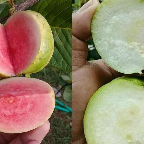 

Terlaris Bibit Tanaman Buah Jambu Kristal Merah/Putih Super Unggul