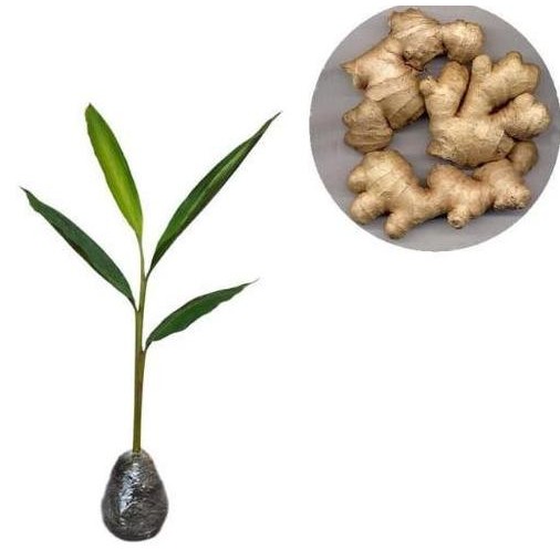 

Terlaris Bibit Jahe Emprit Super Tanaman Herbal Murah By Argoplantbag