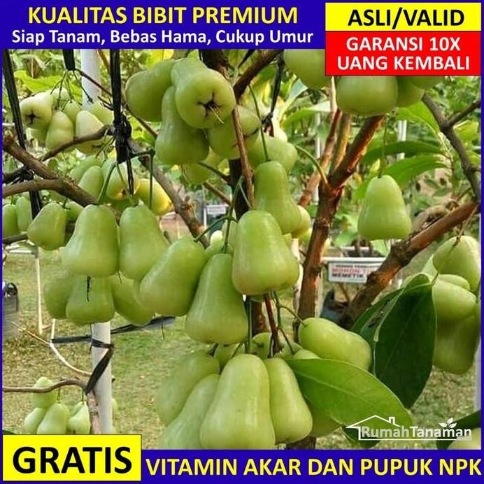 

Terlaris Bibit Jambu Air Madu Deli Hijau Asli Bergaransi, Pohon Cepat Buah