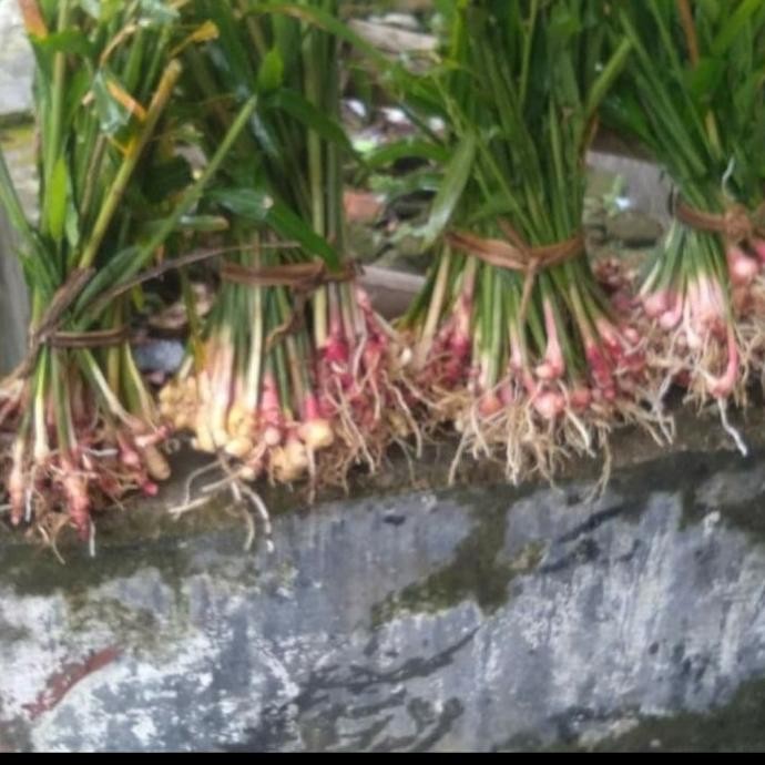 

Terlaris Bisa Cod Bibit Tanaman Herbal Jahe Merah - Herbal Alami