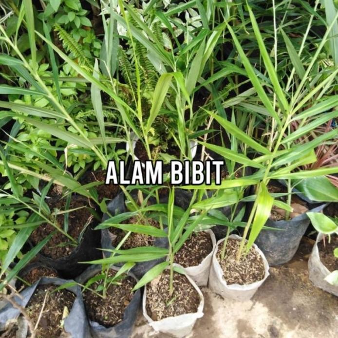 

Terlaris Bibit Jahe Merah Super (Beli 5 Gratis 1)