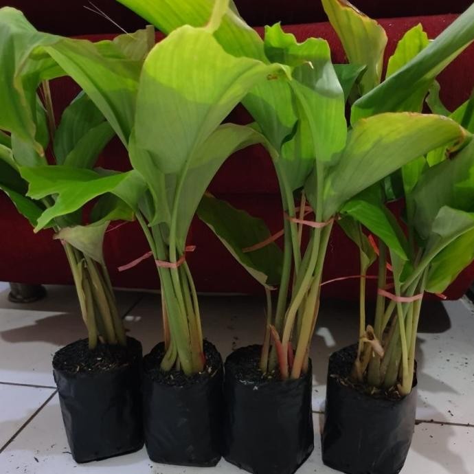 

Terlaris Bibit Jahe Hitam Tokrye 1618Sl