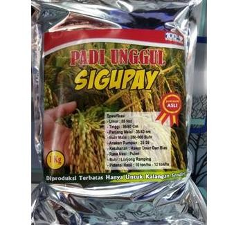 

Terlaris Benih Bibit Padi Ua 12 Sigupay Batuta Kemasan 1Kg Berkualitas