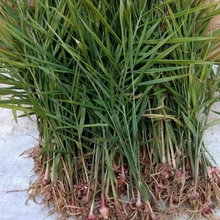 

Terlaris Bibit Tanaman Jahe Merah Super Unggul