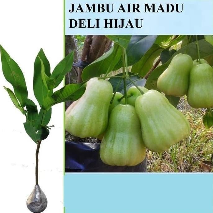 

Terlaris Bibit Tanaman Buah Jambu Air Madu Deli